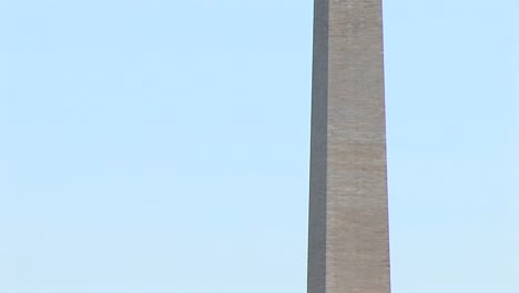 the washington monument is flanked at the base by blossoming cherry trees and as the camera pansup framed by them at the top