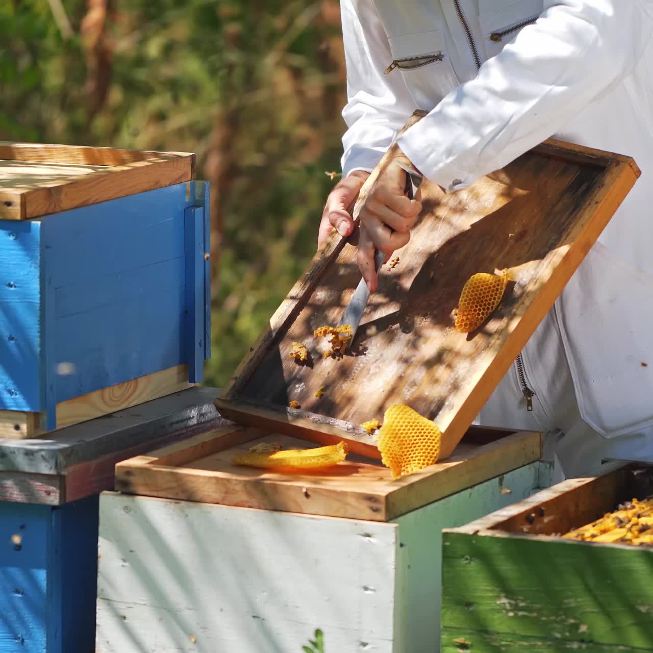 Apicoltore al lavoro nell'apiario. Arnie con api in natura. L'apicoltore preleva la cera dal coperchio di legno. Concetto di apicoltura.