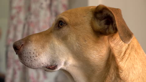 profile mastiff dog cross greyhound male dog, close up