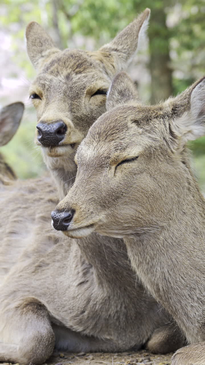 Serenity among cherry blossoms in Nara Park with resting deer in springtime tranquility