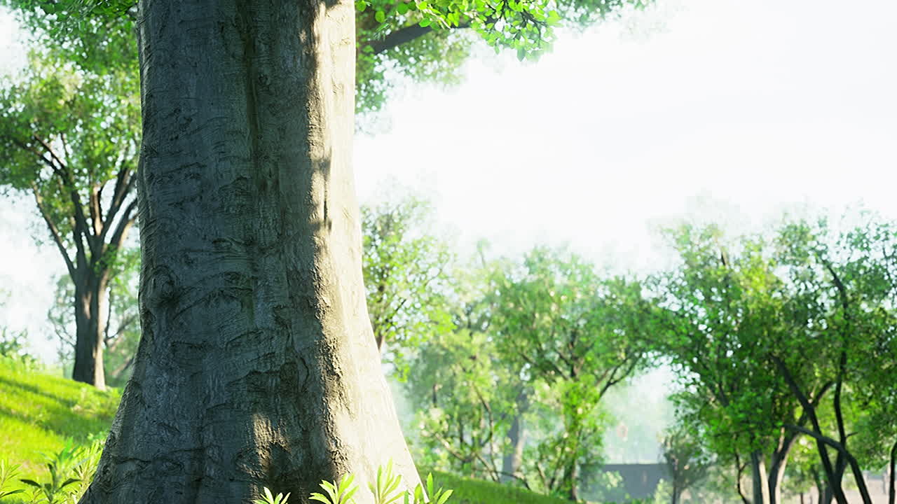 아름다운 공원에서 해가 뜨고