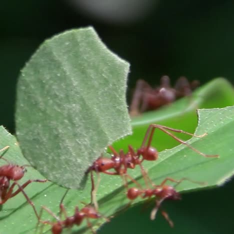 Las-Hormigas-Cortadoras-De-Hojas-Se-Mueven-Y-Cortan-Hojas-En-La-Selva