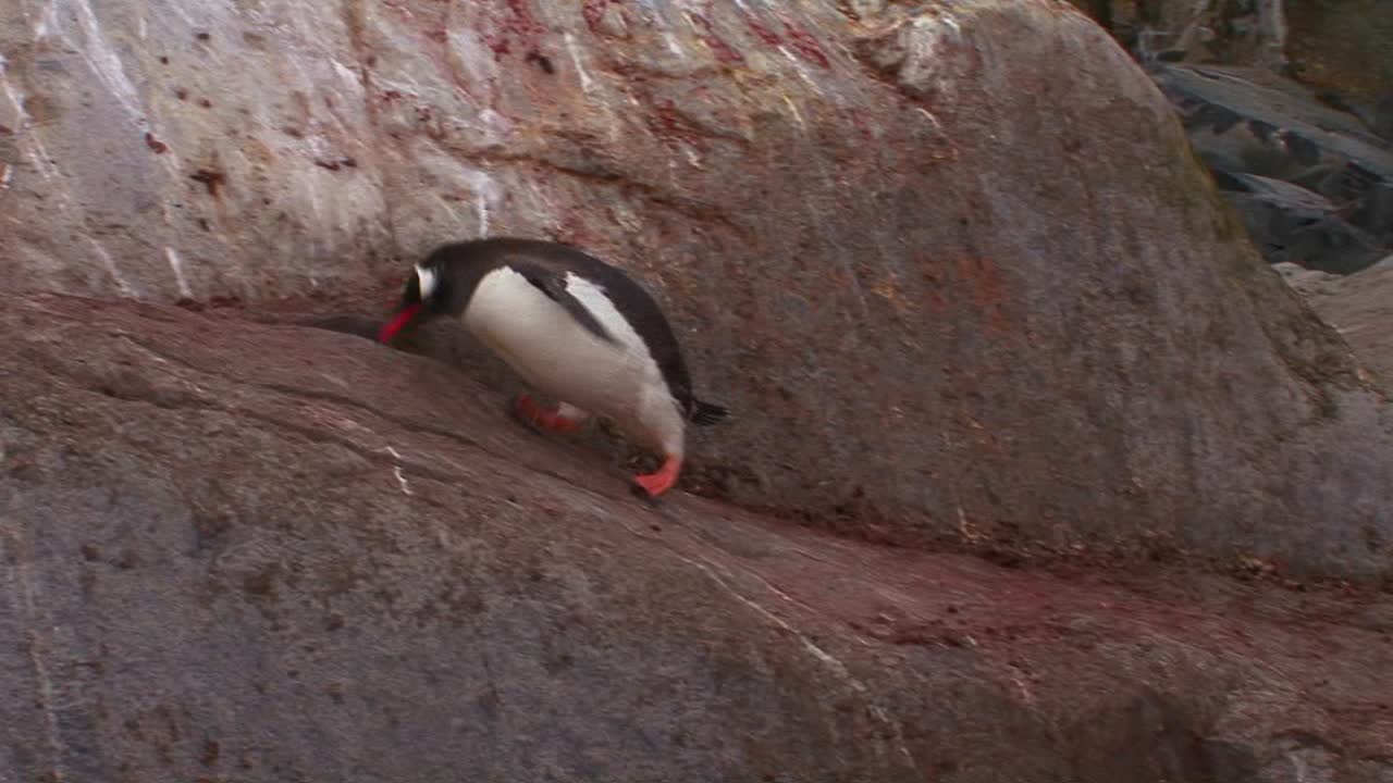 un pingüino camina por un camino rocoso en la antártida