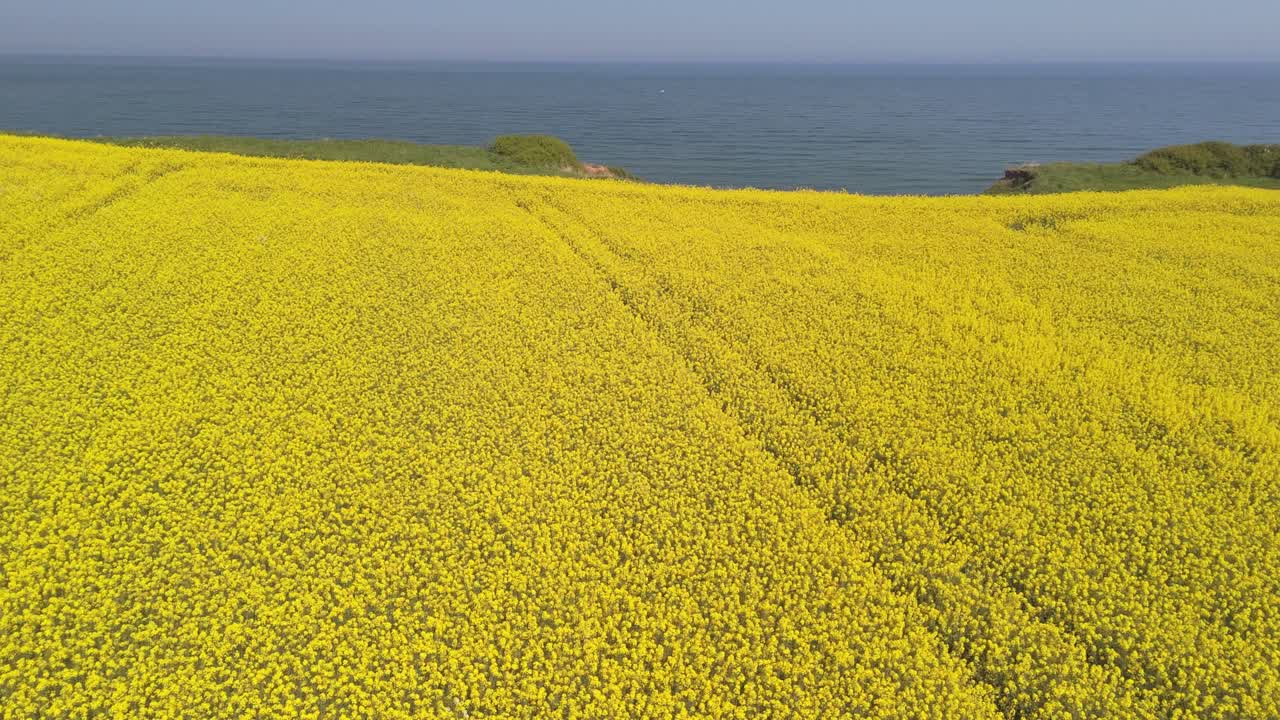 Aerial drone footage of bright yellow rapeseed fields contrasting with the blue ocean on the North Yorkshire coast in summer