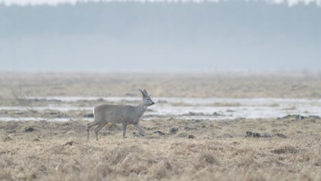 Common-wild-roe-deer-walking-and-eating-grass-on-the-field-in-early-spring-dry-grass-meadow-close-up