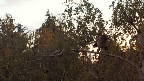 Peacock-perches-in-tree-in-woods,-zoom-in-medium-shot