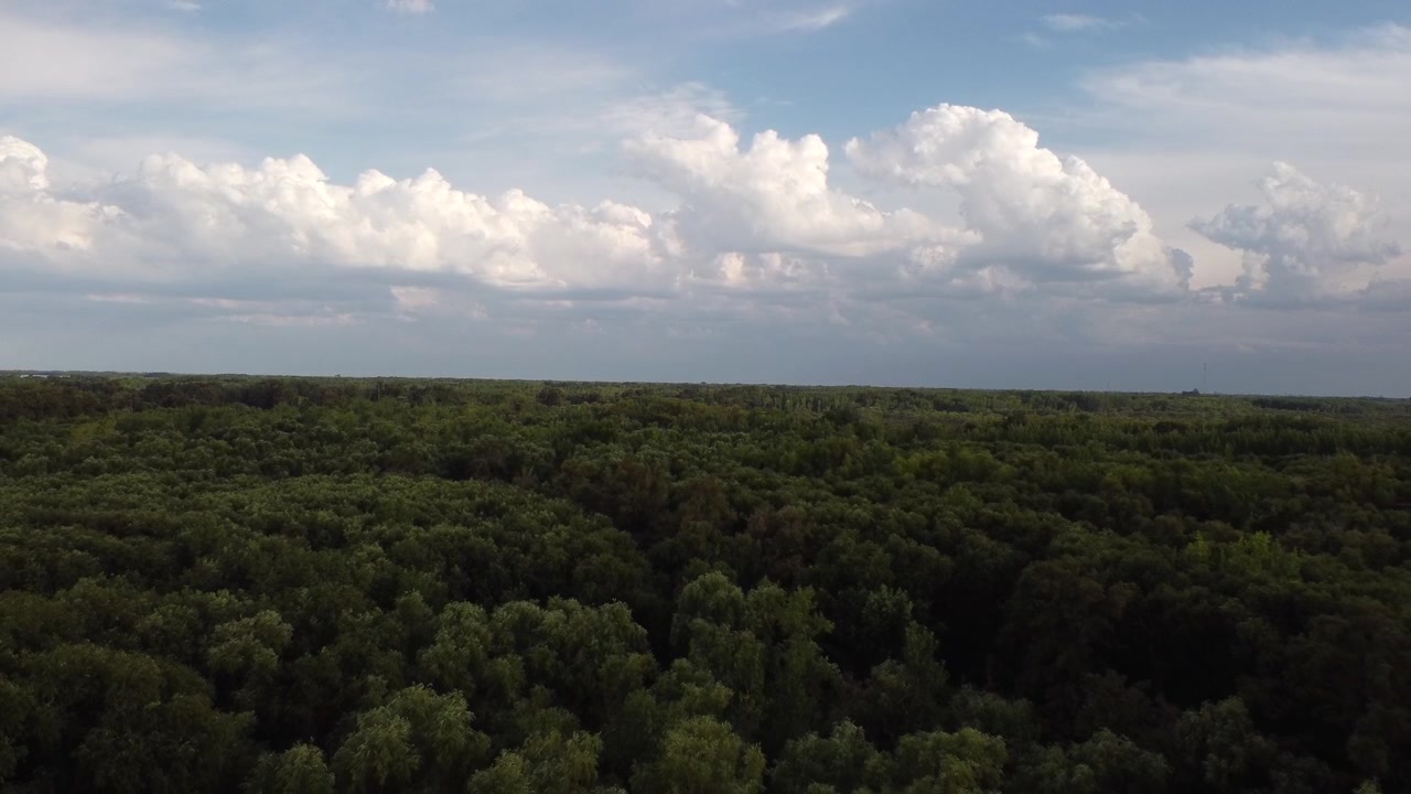 Ripresa inversa di un paesaggio mozzafiato nella foresta amazzonica al tramonto
