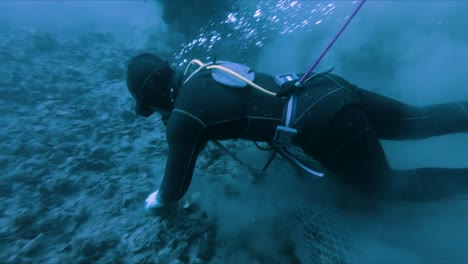 a diving fisherman collecting scallops from the bottom of golfo san jose patagonia, argentina