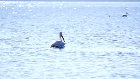 Majestic-White-Pelican-swims-on-shimmering-water