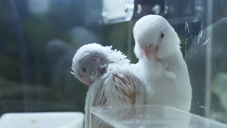 Two-young-white-cockatoo-fledglings-are-preening-themselves-inside-a-cage-in-a-zoo-in-Bangkok,-Thailand