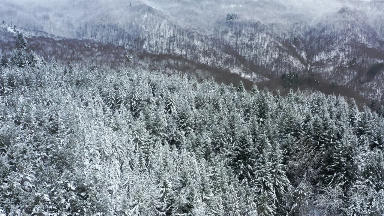 겨울의 고독과 평온을 떠올리게 하는 울불한 소나무 숲의 눈 인 공중 풍경