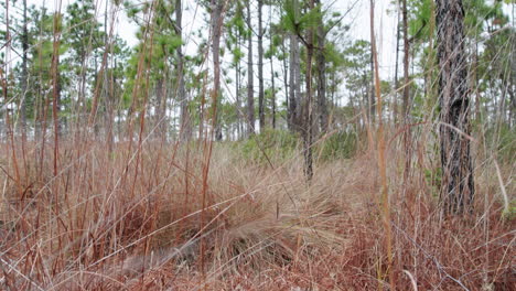 Rising-shot-of-a-longleaf-pine-savannah-forest-floor