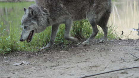 a gray wolf walks the rivers edge as he steps down to the river for a drink