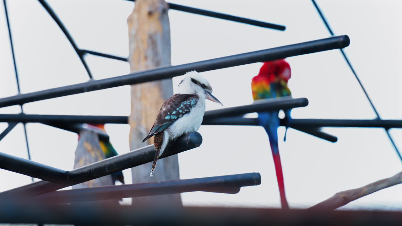 Close up of red Macaw birds on a tree branch at the zoo