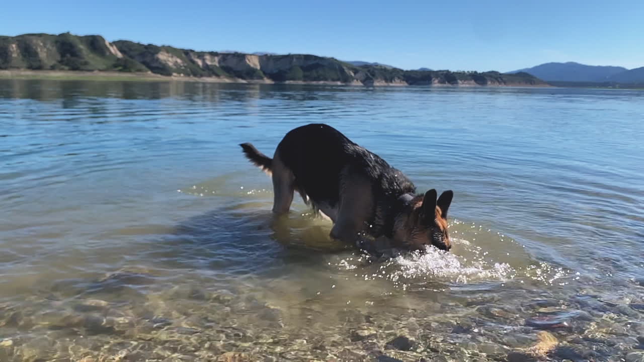 perro pastor alemán inteligente recoge una pequeña roca del agua, cámara lenta