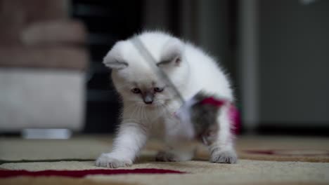 kitten playing with toy. small cat playing with feather toy