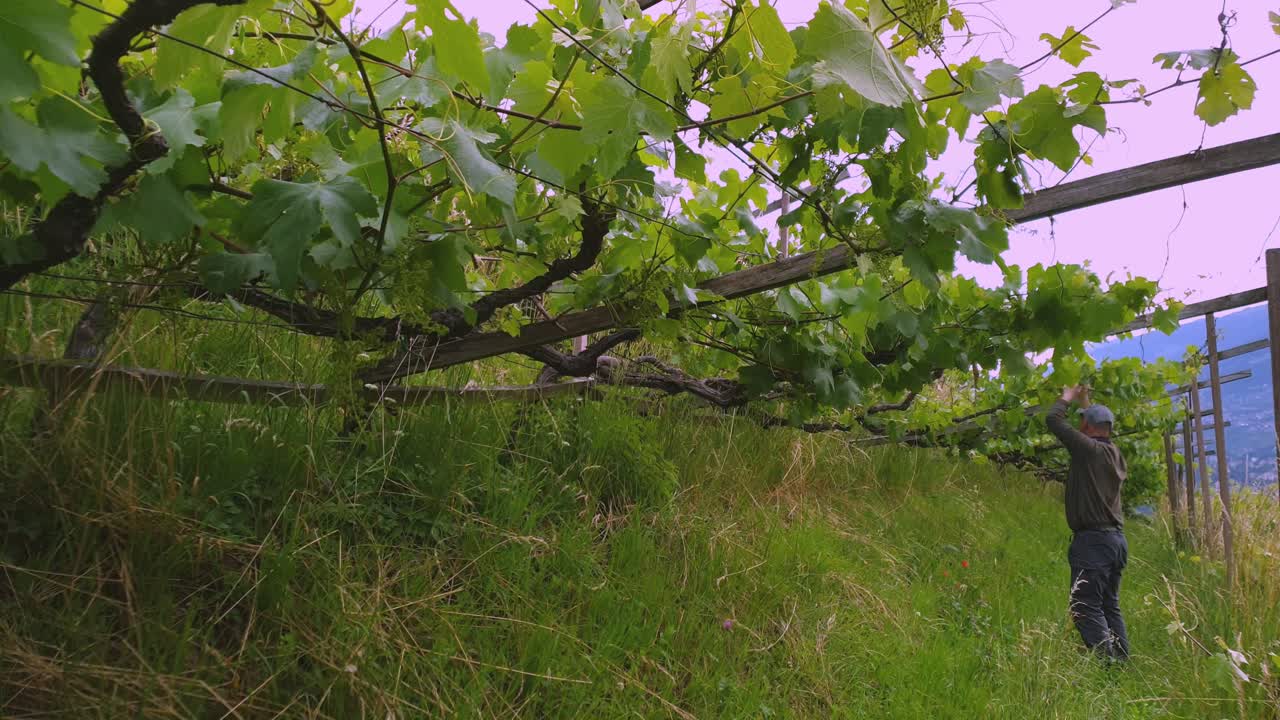 A man working in a vineyard straighten up shoots and branches.