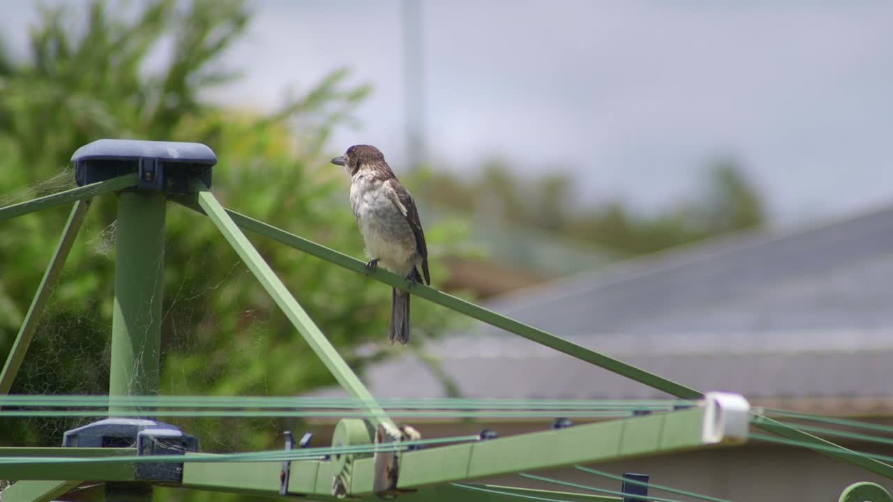 un pájaro carnicero juvenil sentado en la cuerda de lavar la ropa durante el día con viento en australia maffra gippsland victoria en cámara lenta