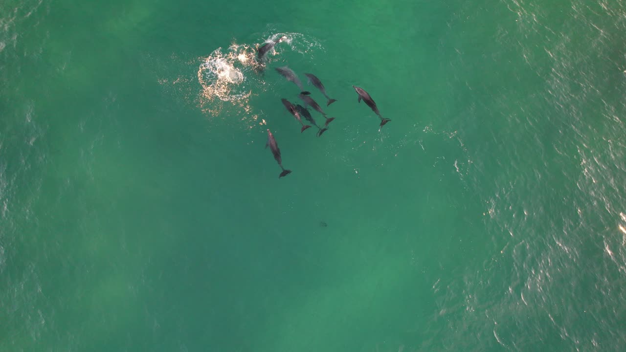 Aerial View Of Bottlenose Dolphin Pod Swimming In Clear Turquoise Ocean Water