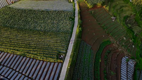 Drohnenaufnahme-Von-älteren-Bauern,-Die-Mitten-Auf-Dem-Landwirtschaftlichen-Feld-Zur-Plantage-Gehen