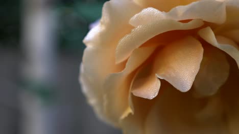 very close shot of yellow garden rose with water droplets forming on petals