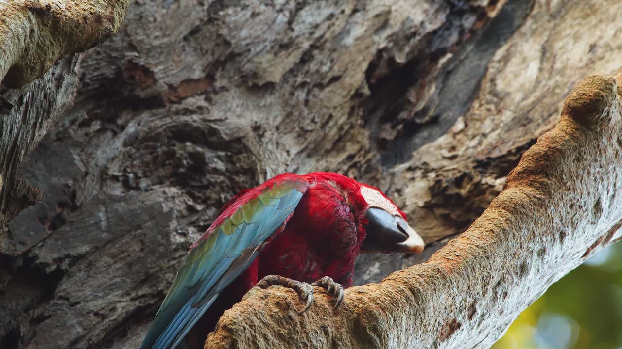 Primo piano di ara scarlatta appollaiata sull'albero, che si guarda intorno, dondola la testa e mostra le piume della cresta.