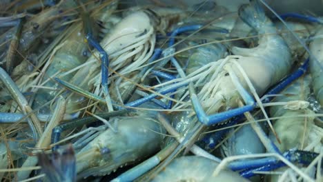 Comida--Gambas-De-Rio-Azules-Precongeladas