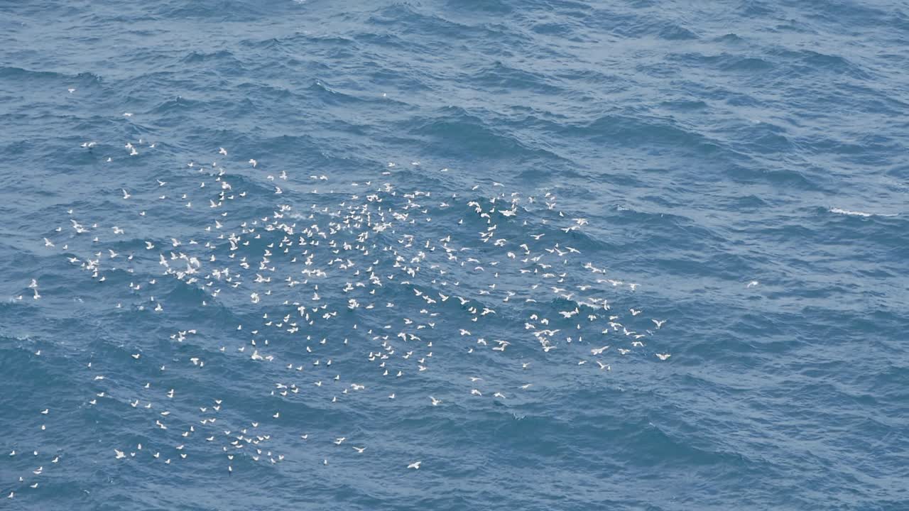 Feeding seagulls over the ocean