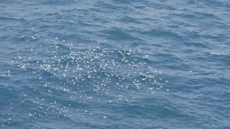 feeding seagulls over the ocean