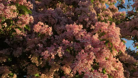 plano general de un árbol que florece con flores rosas en una soleada tarde de primavera