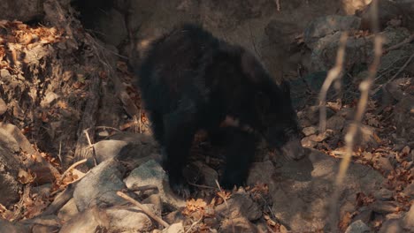 black bear digging for food