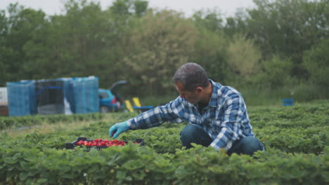 farmer picking strawberries in a field