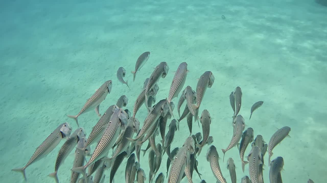 Close up of swimming group of small fish near to the coral reef. Shot was taken at Egypt Marsa Alam