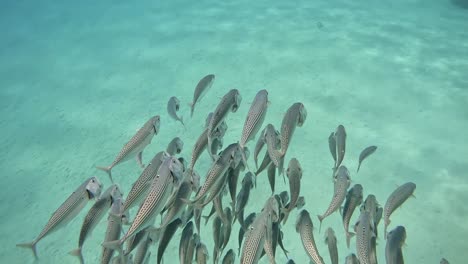 close up of swimming group of small fish near to the coral reef. shot was taken at egypt marsa alam