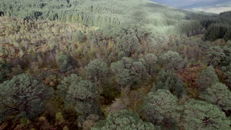 Imágenes-De-Drones-Que-Se-Elevan-Por-Encima-Del-Dosel-De-Los-Antiguos-Pinos-Silvestres-Para-Revelar-Un-Fragmento-Aislado-De-Bosque-Caledonio-Rodeado-De-Plantaciones-Forestales