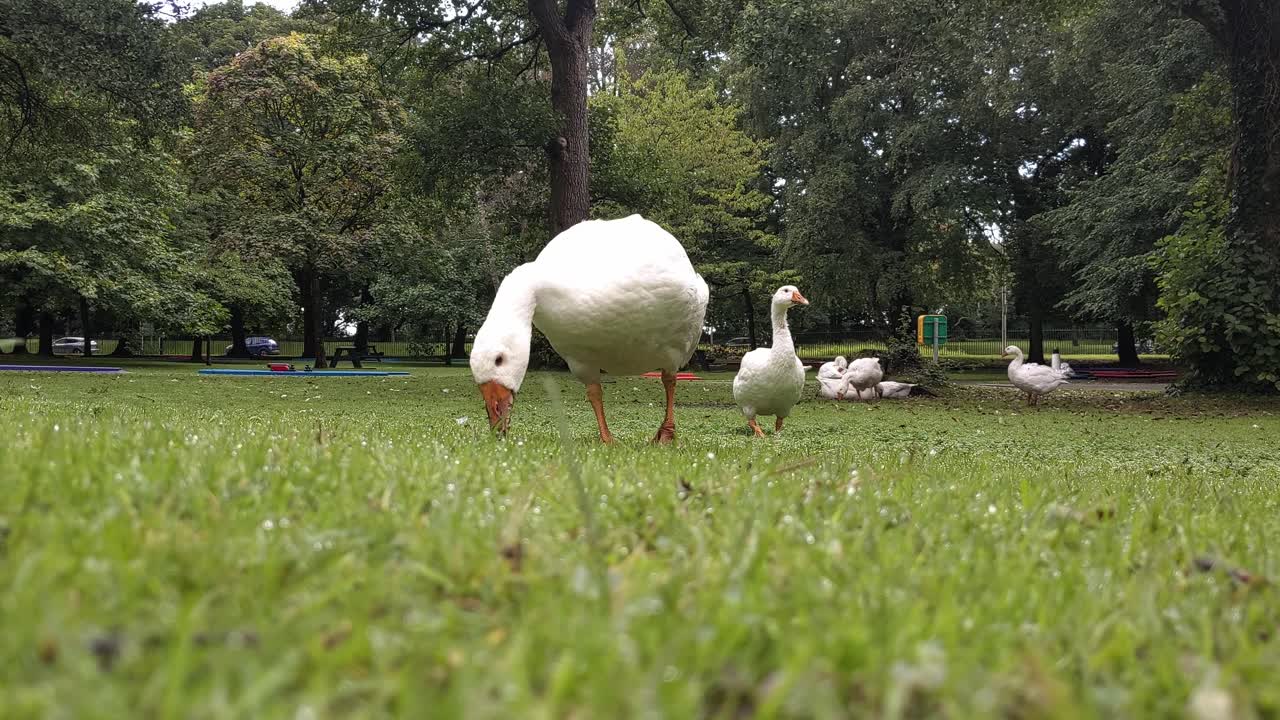 dos gansos alimentándose de hierba con coches y árboles de fondo
