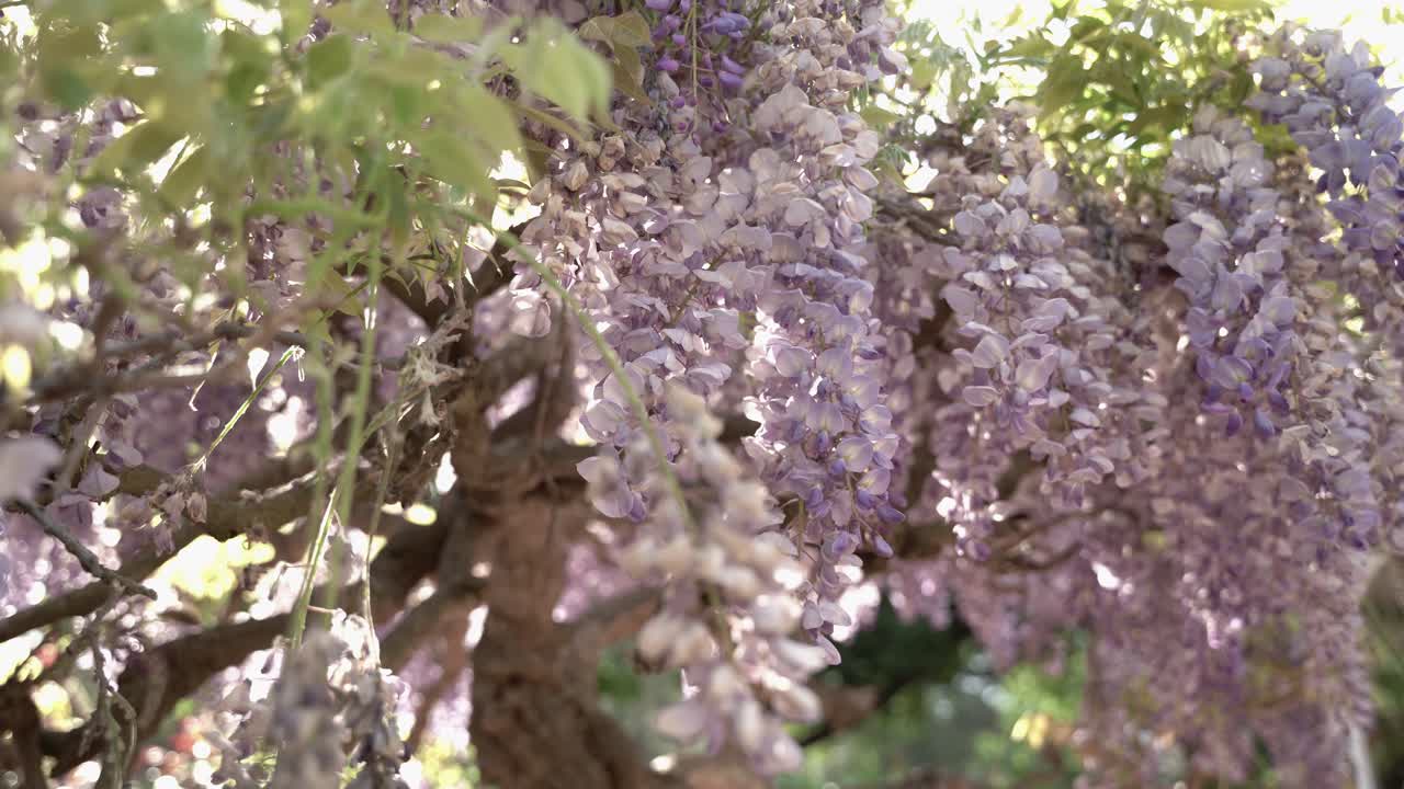 árbol de hojas rosadas en el parque