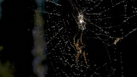 spider on dew-kissed web