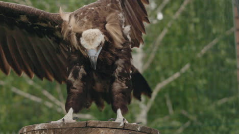 vulture perched on a wooden stump