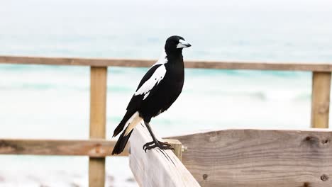 a magpie perches on a wooden railing overlooking the ocean at barwon heads, captured in natural daylight