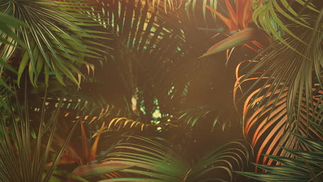 Closeup tropical leaf of trees with summer background 16