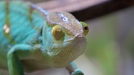 Pfarrerchamäleon,-Das-Seine-Augen-Dreht