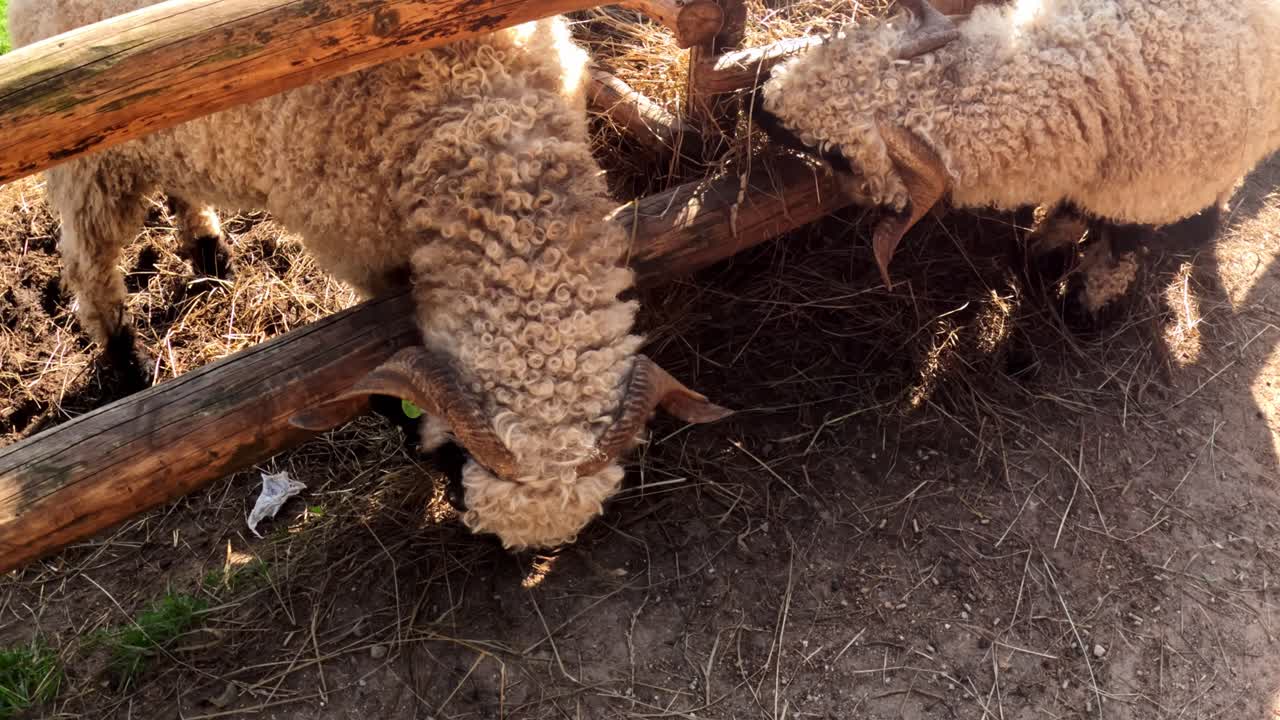 Valais Blacknose sheep eating hay through a wooden feeder on a sunny farm. Close-up of its distinct wool and horns while chewing dry forage in a rustic outdoor enclosure