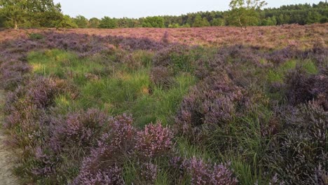 Langsamer-Schuss-Und-Wandern-In-Lila-Blühender-Heide,-Nationalpark-De-Meinweg,-Niederlande---4k60p