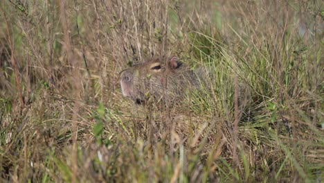 caapybara lying hidden in tall grass, ibera wetlands, corrientes, argentin