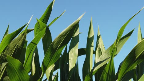 Corn-Plant-Leaves-Waving-on-a-Windy-Day