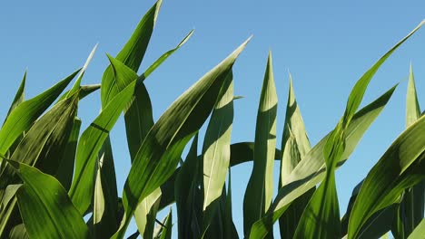 Hojas-De-La-Planta-De-Maíz-Ondeando-En-Un-Día-Ventoso