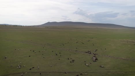 flying over sheep in siberia