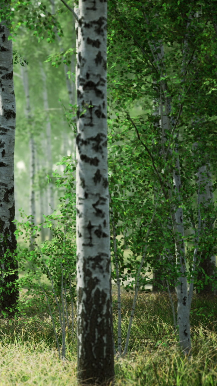 Lush green forest scene with birch trees showcasing natures quiet beauty