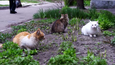 three homeless cats on the street in the park